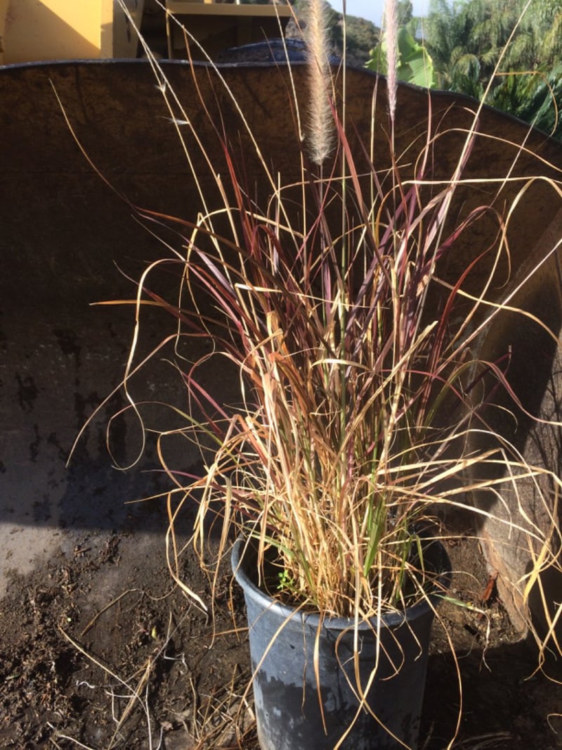 Photo for Pennisetum setaceum 'Rubrum' (Purple Fountain Grass)