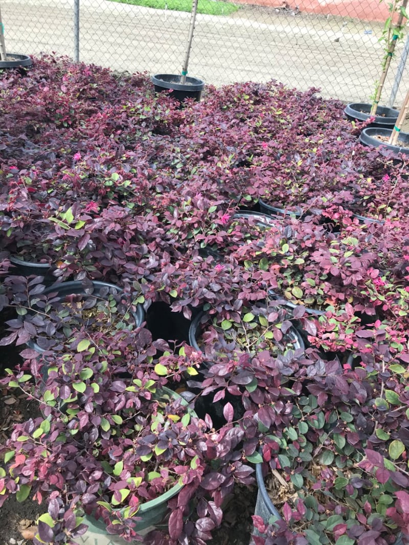 Photo for Loropetalum chinense 'Plum Delight' (Plum Delight Loropetalum)
