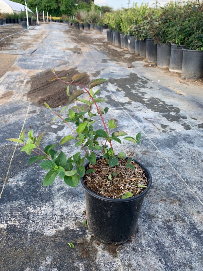 Photo for Lonicera japonica 'Halliana' (Japanese Honeysuckle)