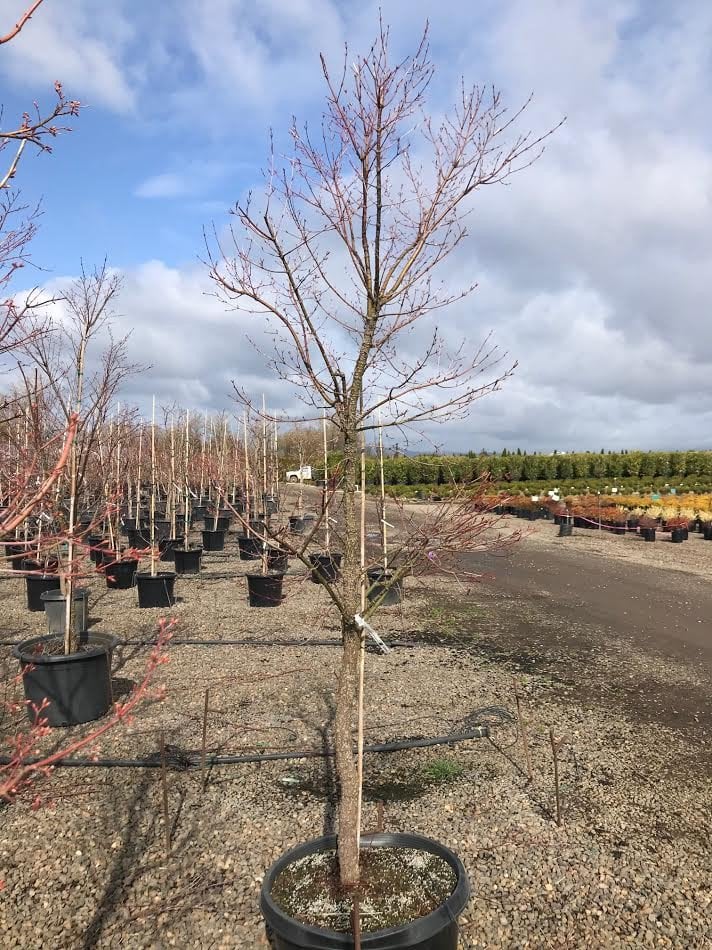 Photo for Acer palmatum 'Nishiki Gawa' (Nishiki Gawa Japanese Maple)