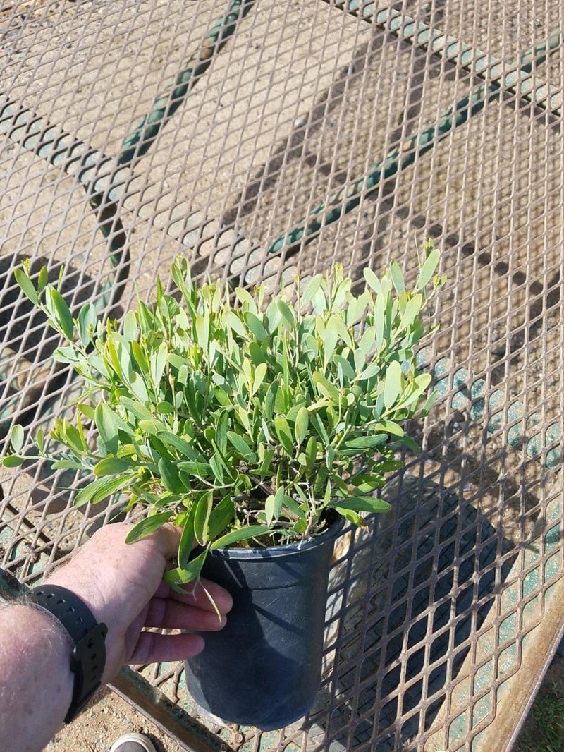 Photo for Acacia redolens (Prostrate Acacia)