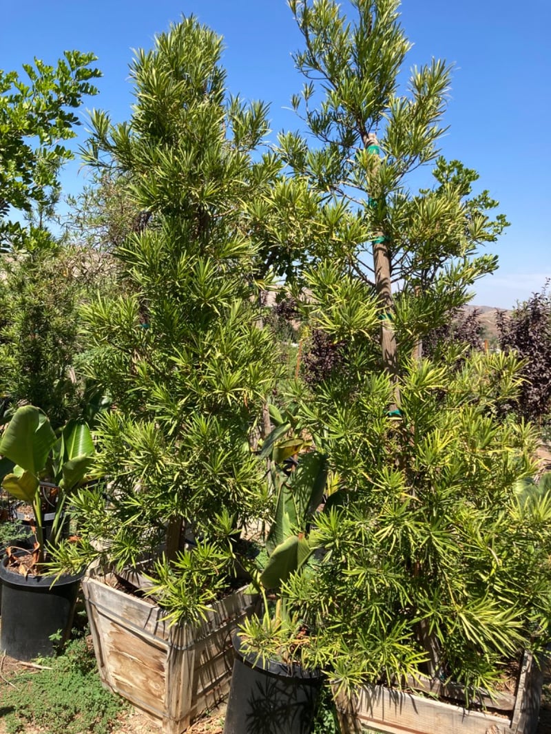 Photo for Podocarpus macrophyllus 'Maki' (Column) (Shrubby Yew Pine)