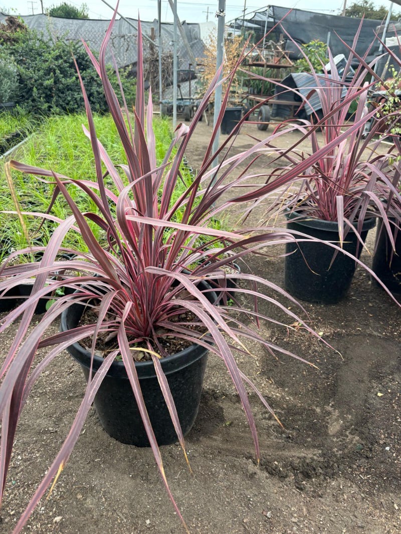 Photo for Cordyline banksii Electric Pink (Electric Pink Grass Tree)