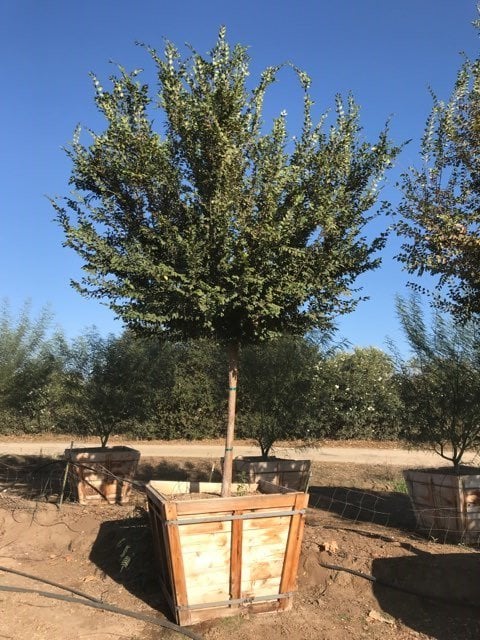 Photo for Ulmus parvifolia (Low Branch) (Chinese Elm)