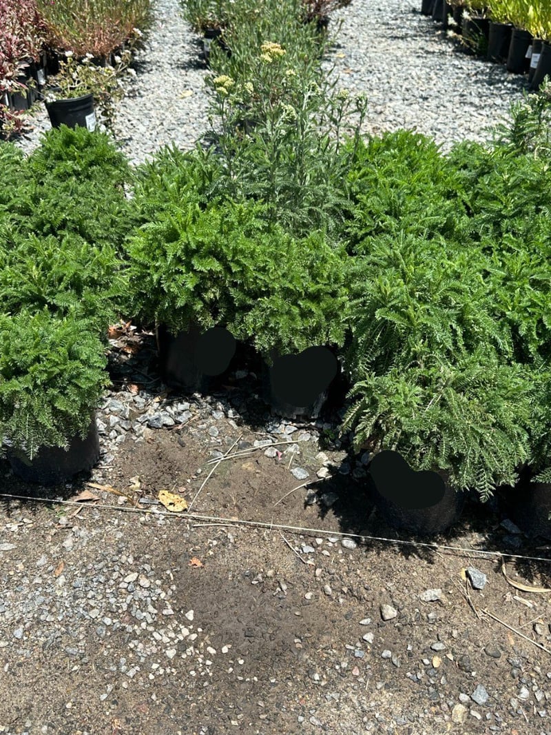 Photo for Achillea 'Salmon Beauty' (Salmon Yarrow)