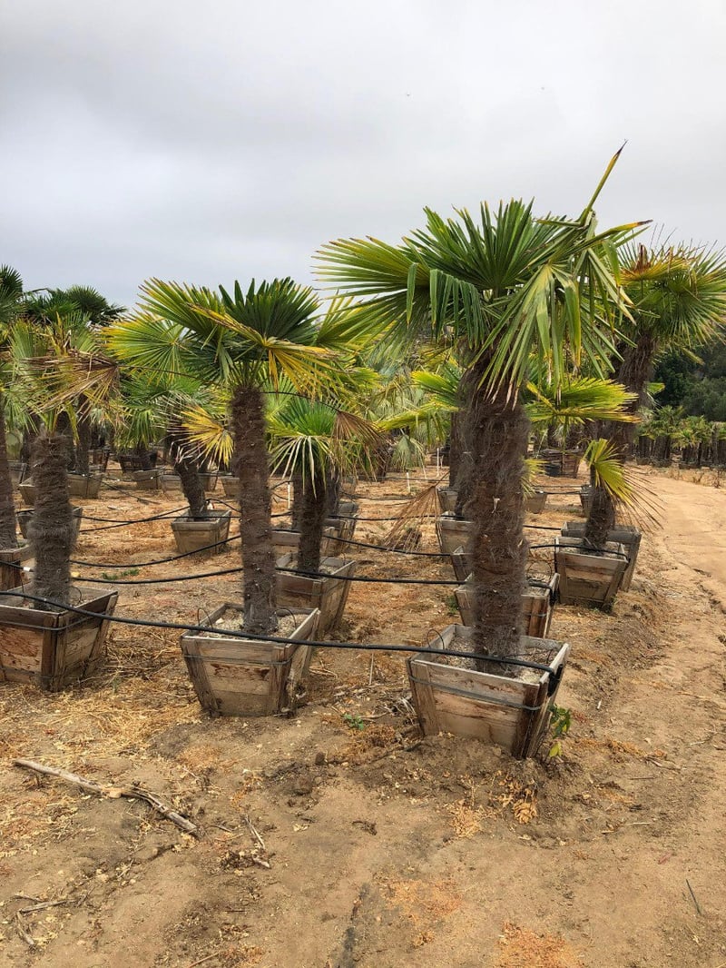 Photo for Trachycarpus fortunei (6' BTH) (Windmill Palm)