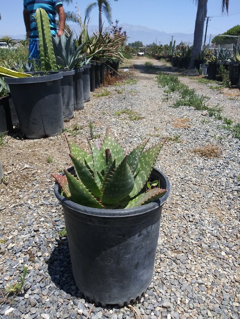 Photo for Aloe harlana (Harla Aloe)
