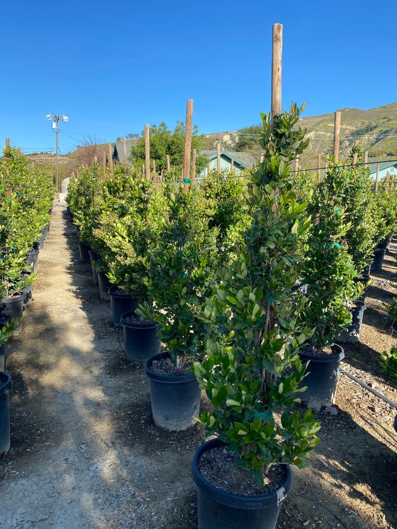 Photo for Ligustrum japonicum 'Texanum' (Column) (Waxleaf Privet)