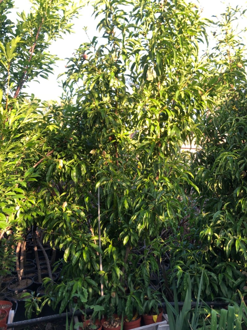 Photo for Prunus persica 'Babcock' (Babcock White Peach)