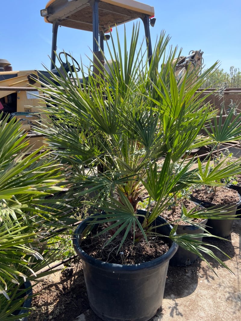 Photo for Chamaerops humilis (Mediterranean Fan Palm)