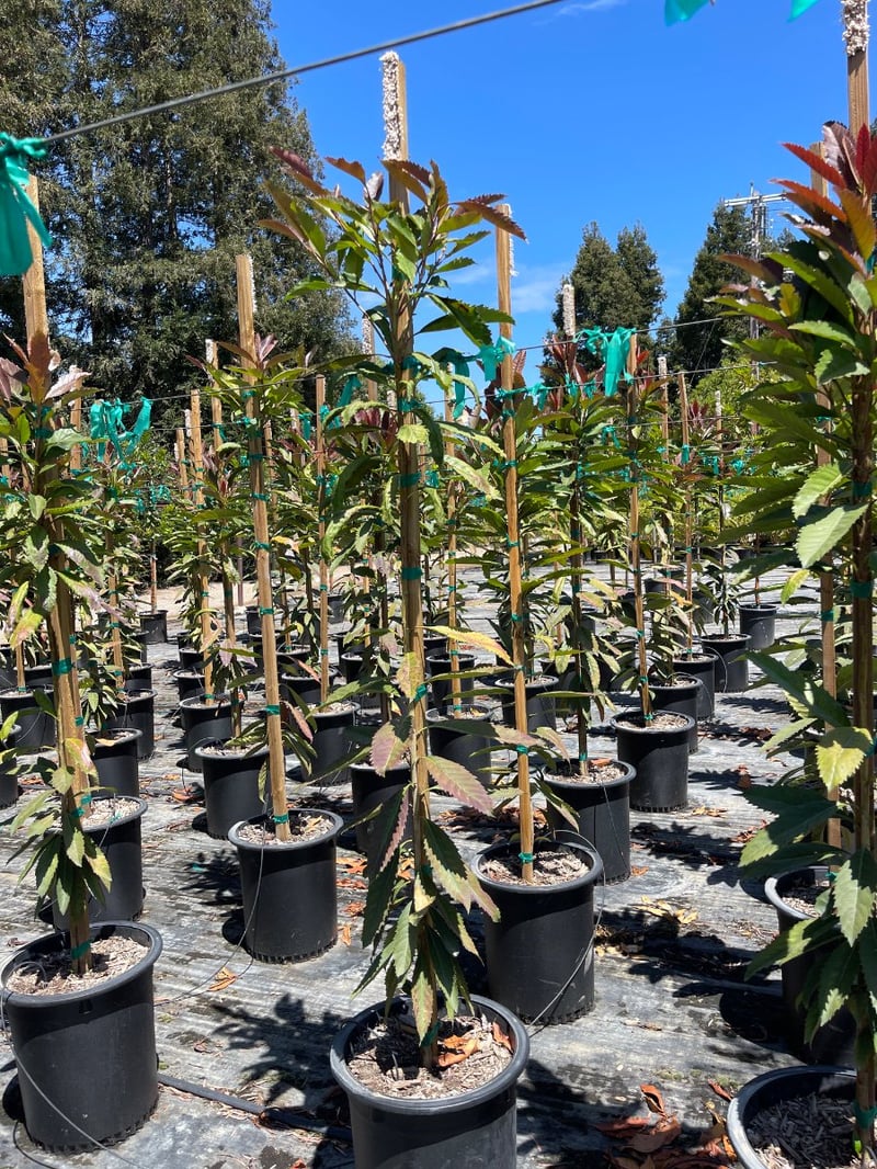 Photo for Eriobotrya deflexa (Bronze Loquat)