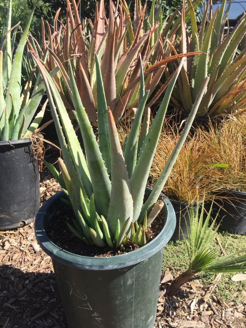Photo for Aloe barbadensis (Medicinal Aloe Vera)