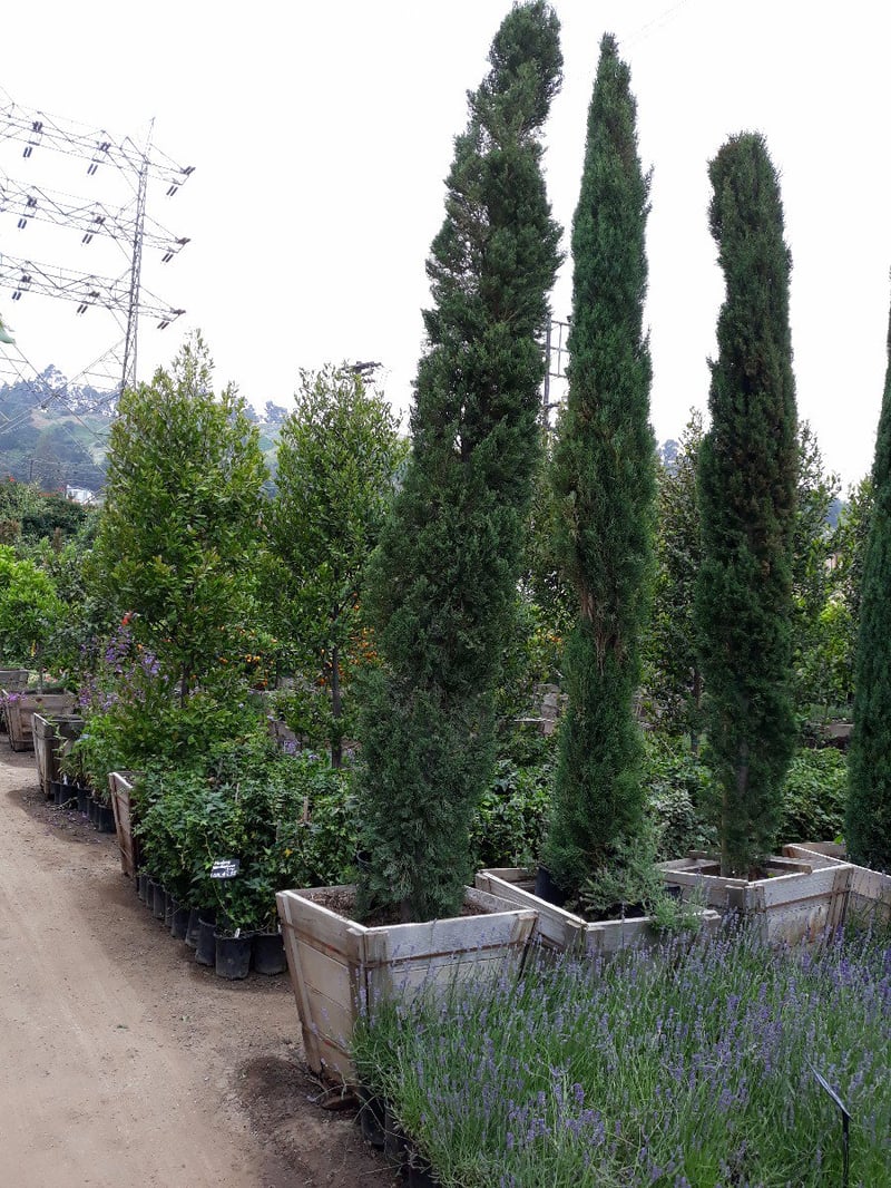 Photo for Cupressus sempervirens (Italian Cypress)
