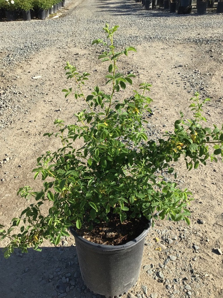 Photo for Rosa californica (California Wild Rose)