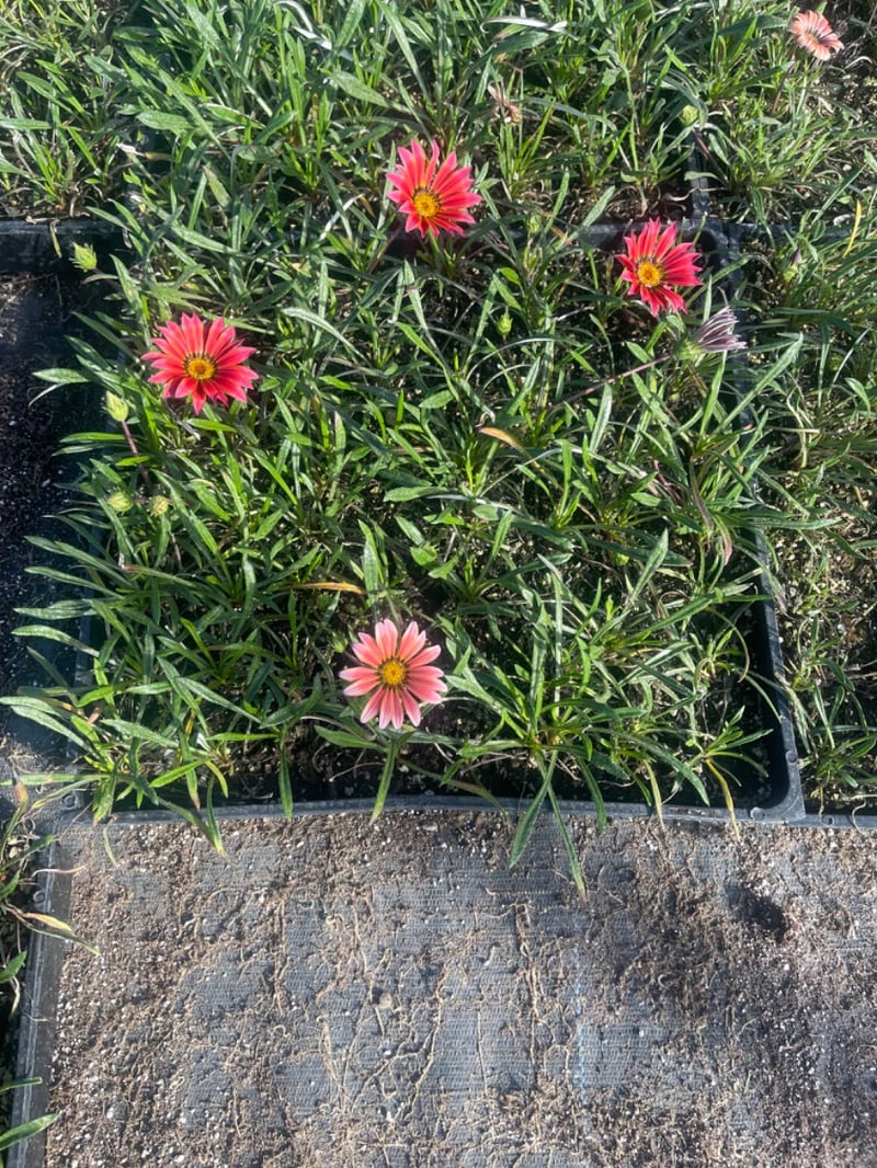 Photo for Gazania 'Burgundy' (Burgundy Gazania)
