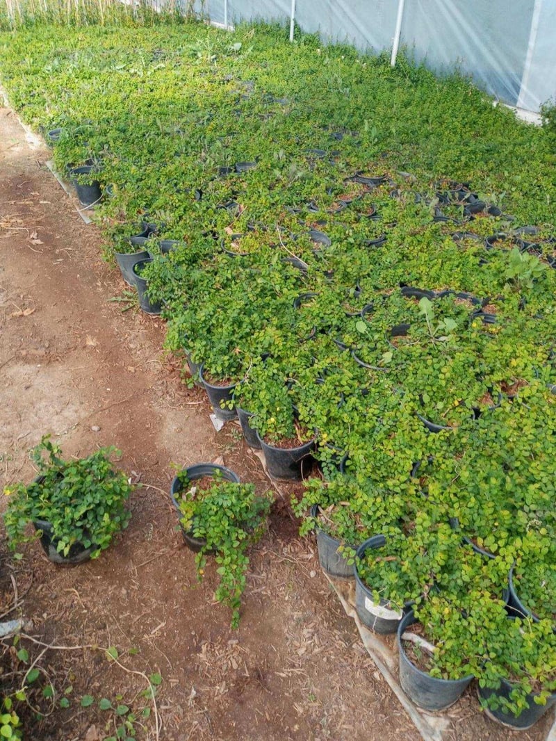 Photo for Ficus repens (Creeping Fig)