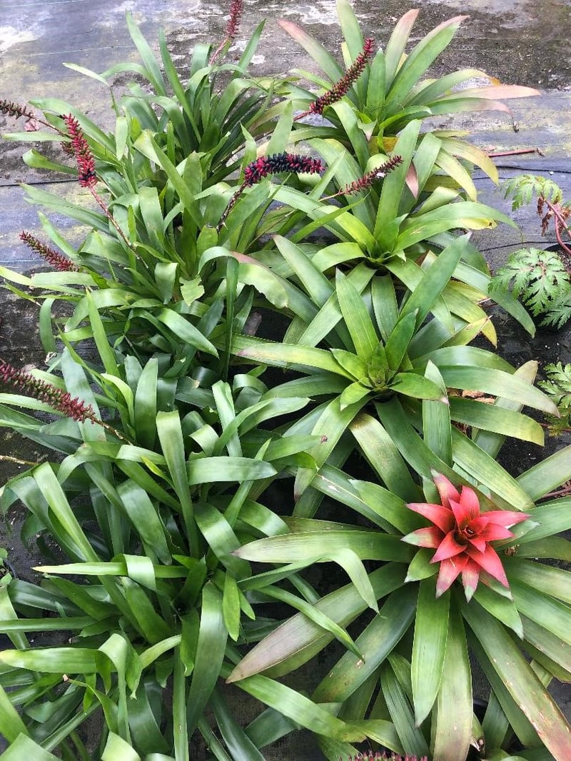 Photo for Assorted Bromeliads (Assorted Bromeliads)