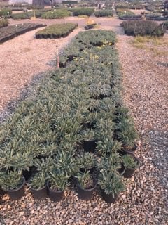 Photo for Achillea 'Moonshine' (Moonshine Yarrow)