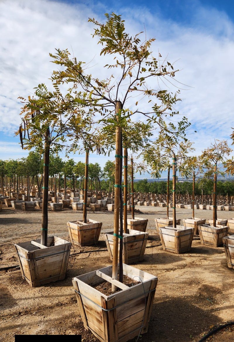 Photo for Cassia leptophylla (Gold Medallion Tree)