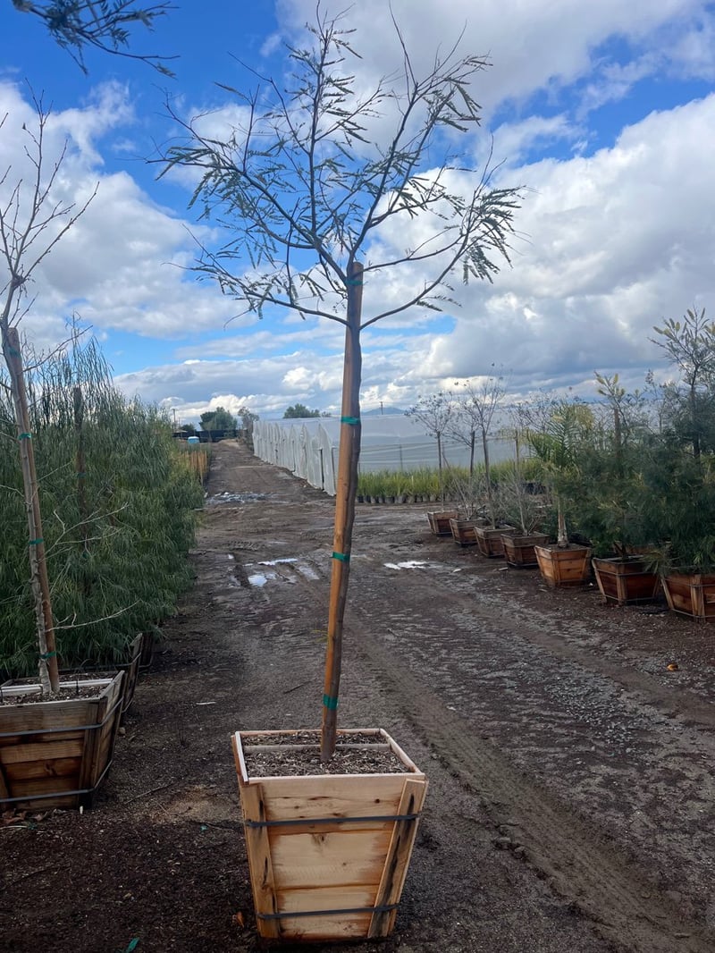 Photo for Prosopis chilensis (Standard) (Thornless Chilean Mesquite)