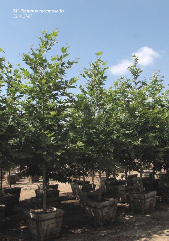 Photo for Platanus racemosa (Standard) (California Sycamore)
