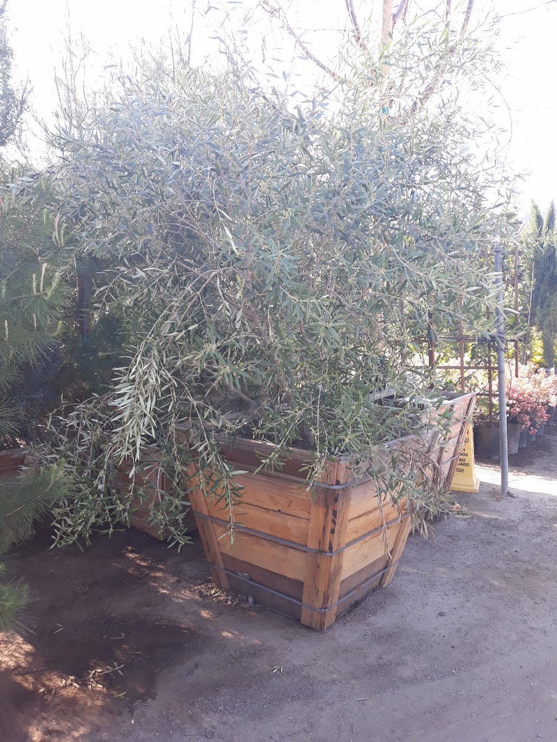 Photo for Olea europaea 'Wilsonii' (Wilsonii Fruitless Olive)