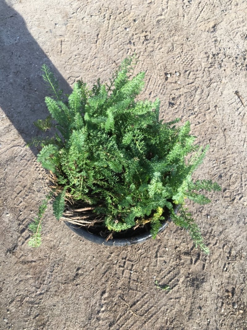 Photo for Achillea millefolium 'Appleblossom' (Appleblossom Yarrow)