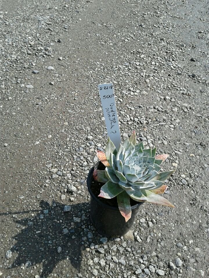 Photo for Dudleya pulverulenta (Chalk Liveforever)