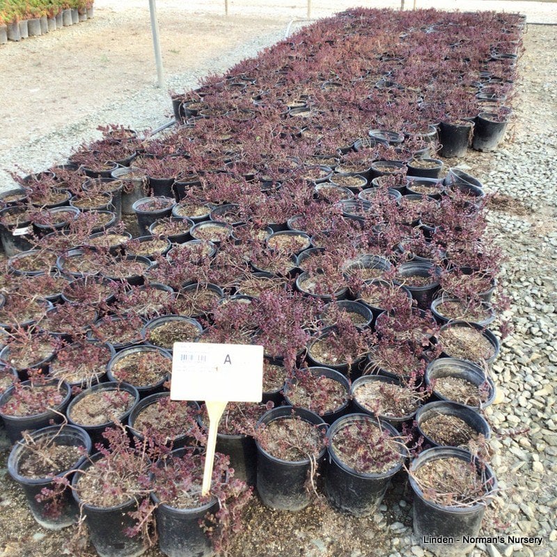 Photo for Sedum spurium 'Voodoo' (Voodoo Stonecrop)