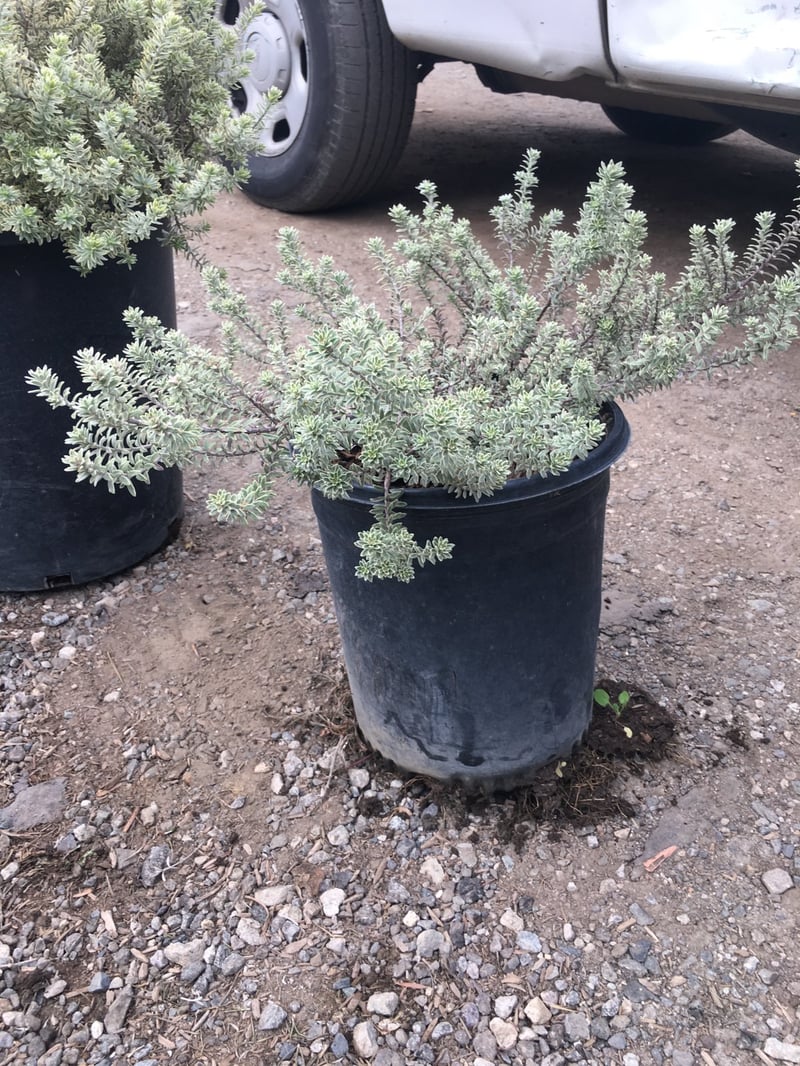 Photo for Westringia fruticosa 'Morning Light' (Morning Light Coast Rosemary)