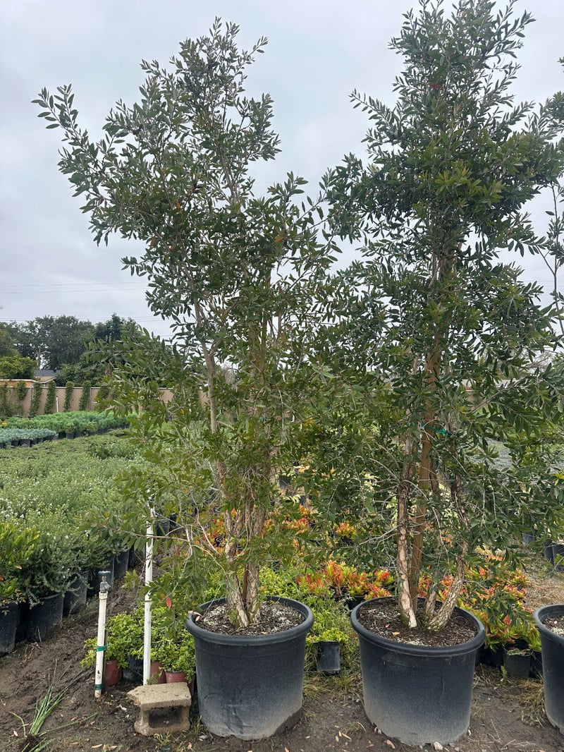 Photo for Melaleuca quinquenervia (Multi) (Cajeput Tree, Paperbark Tree)