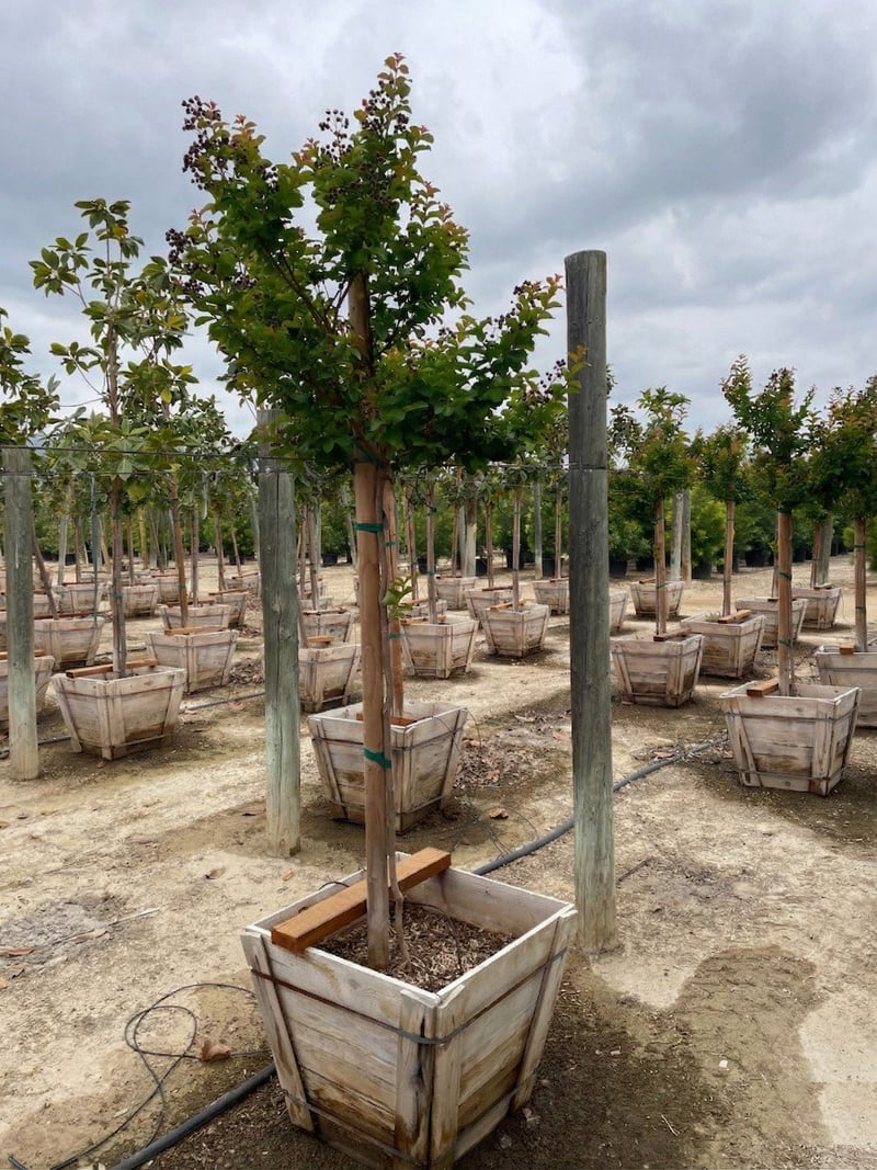 Photo for Lagerstroemia indica 'Catawba' (Standard) (Catawba Crape Myrtle)