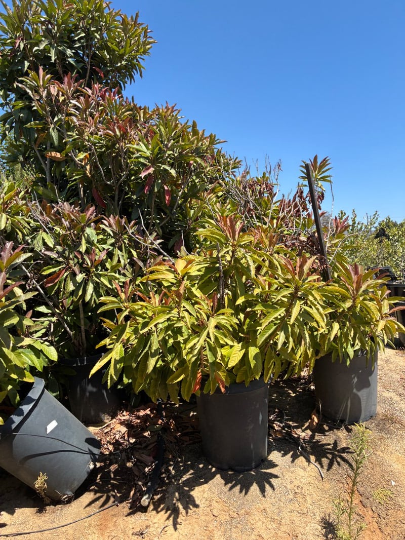 Photo for Eriobotrya deflexa (Bronze Loquat)
