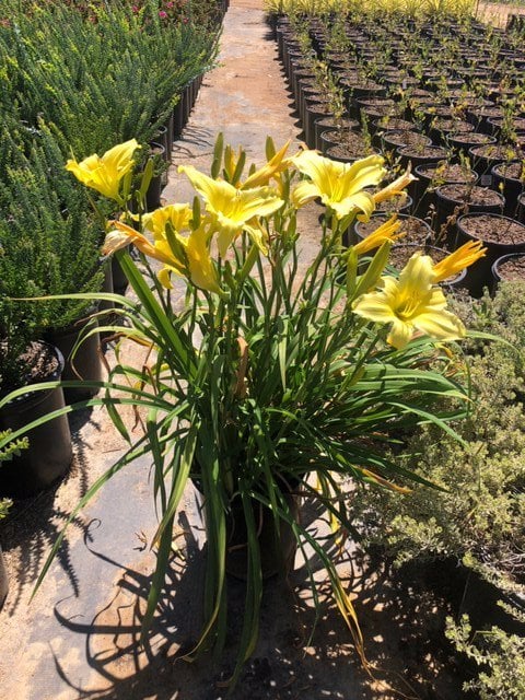 Photo for Hemerocallis hybrid 'Yellow' (Yellow Daylily)