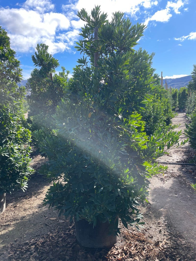 Photo for Elaeocarpus decipiens (Column) (Japanese Blueberry Tree)