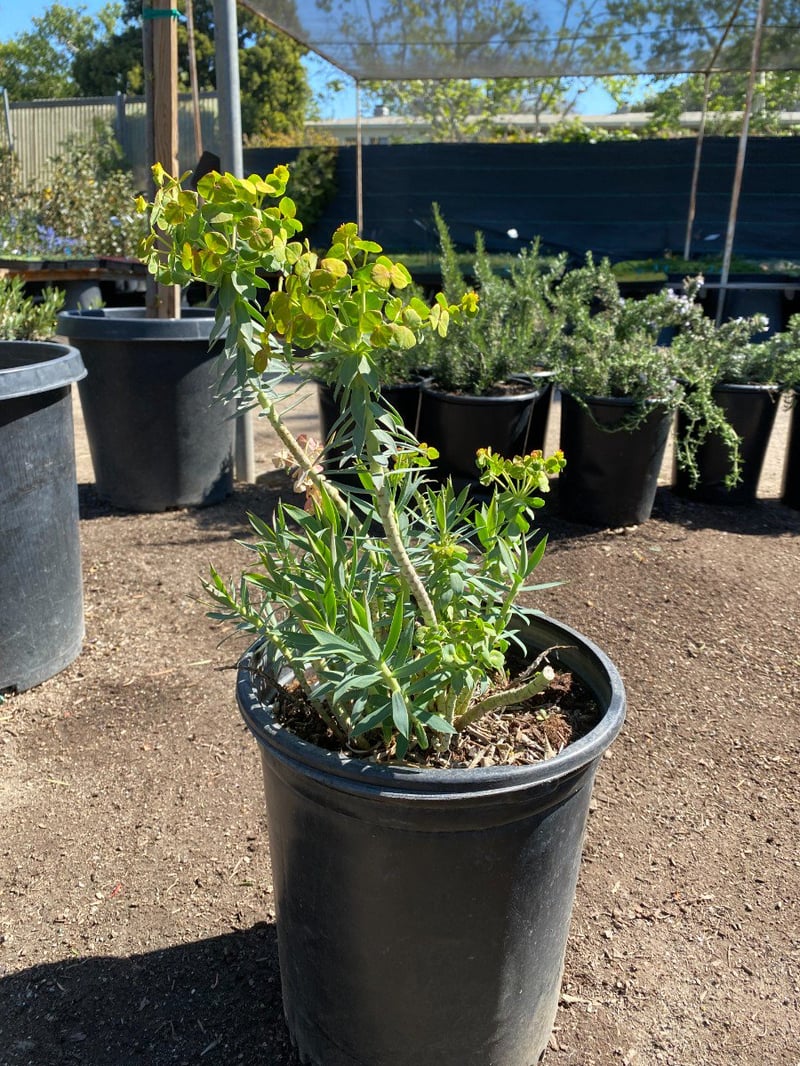 Photo for Euphorbia rigida (Silver Spurge)