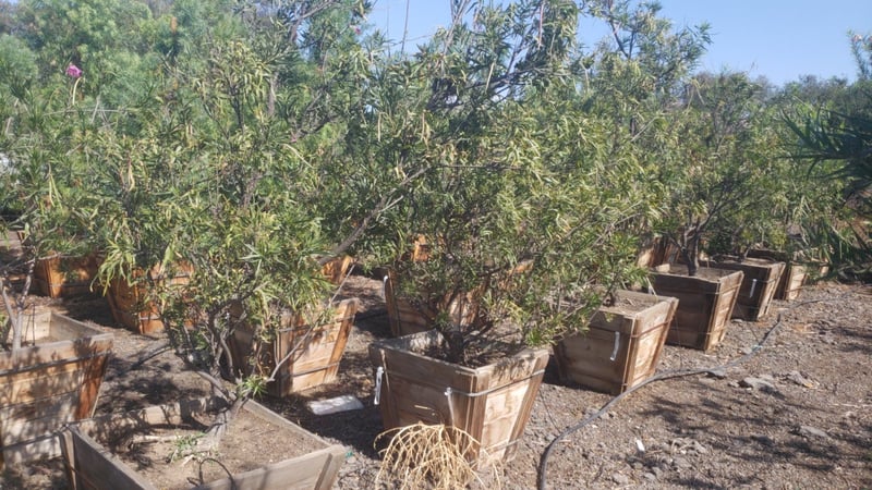 Photo for Chilopsis linearis (Desert Willow)