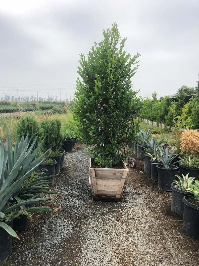 Photo for Prunus caroliniana (Carolina Cherry Laurel)