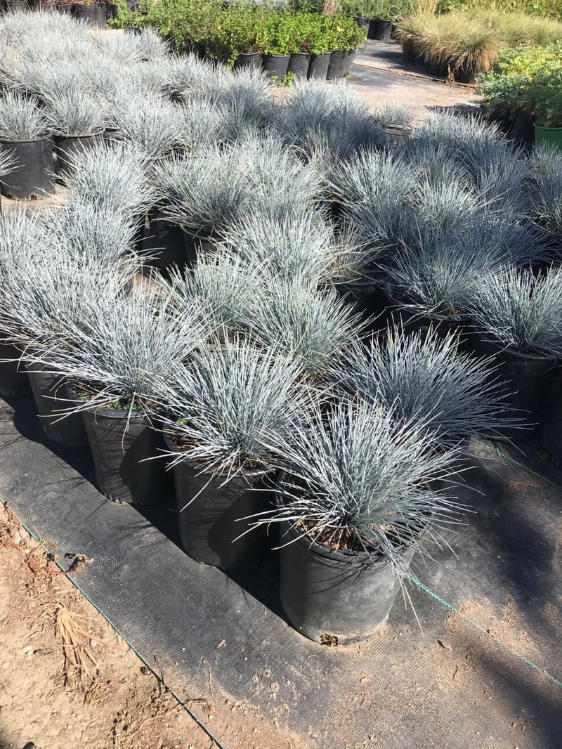 Photo for Festuca glauca 'Elijah Blue' (Elijah Blue Fescue)