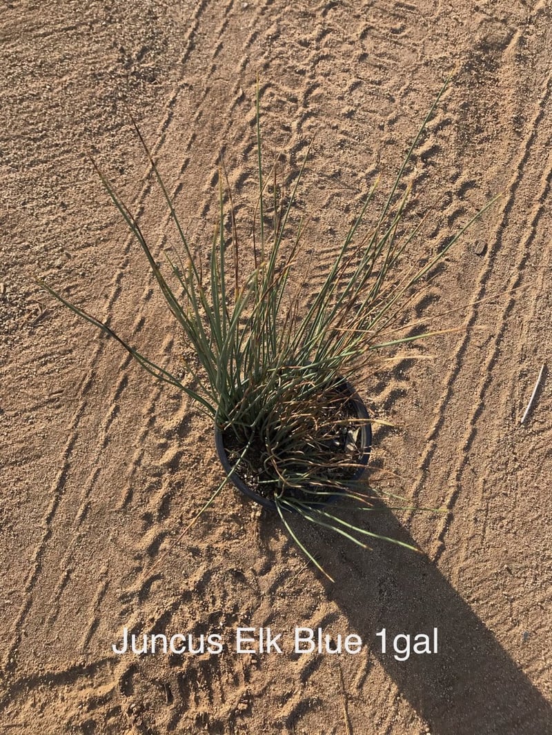 Photo for Juncus patens 'Elk Blue' (Elk Blue California Gray Rush)