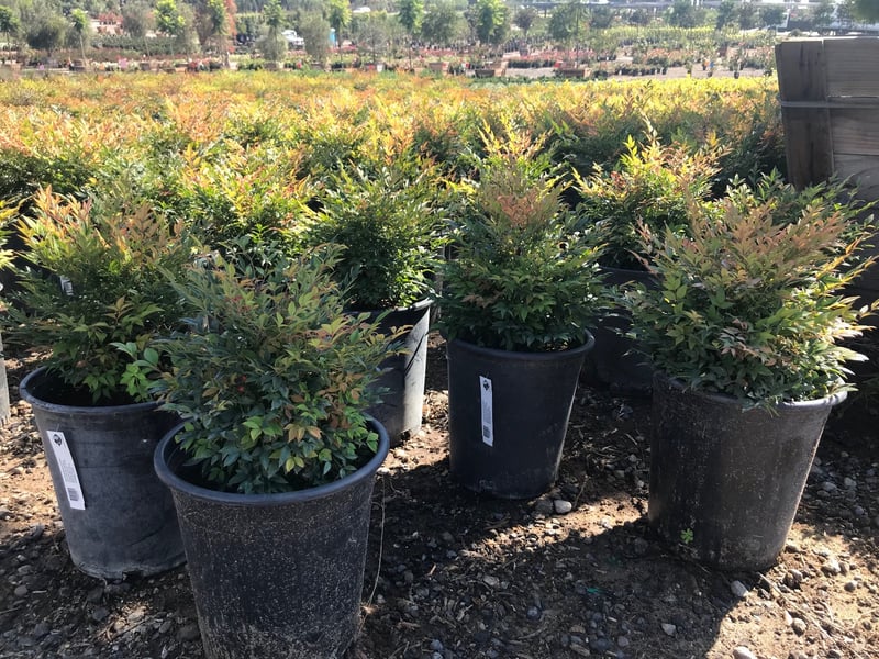 Photo for Nandina domestica 'Gulf Stream' (Gulf Stream Heavenly Bamboo)