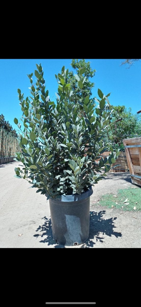 Photo for Laurus nobilis (Bush) (Sweet Bay Laurel)