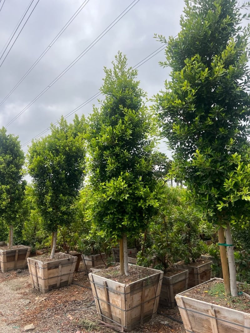 Photo for Ficus microcarpa nitida (retusa) - (Standard) (Indian Laurel)