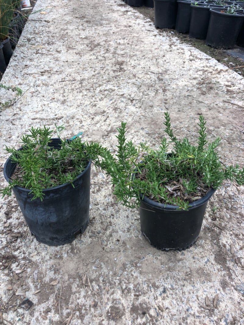 Photo for Rosmarinus officinalis 'Huntington Carpet' (Huntington Carpet Rosemary)