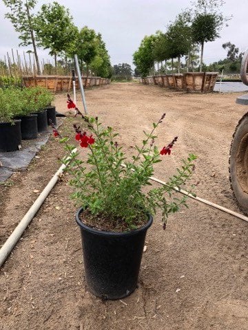 Photo for Salvia greggii (Autumn Sage)