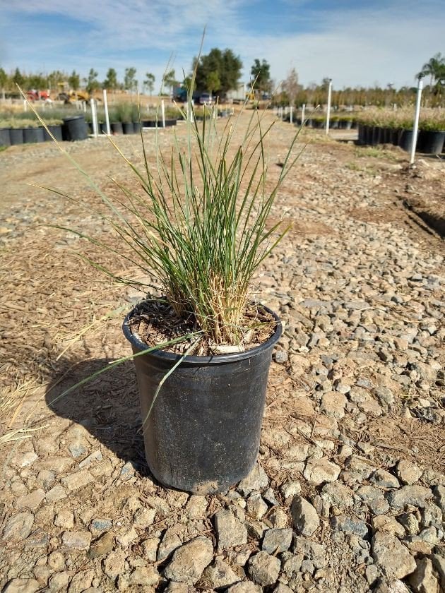 Photo for Muhlenbergia dubia (Pine Muhly)