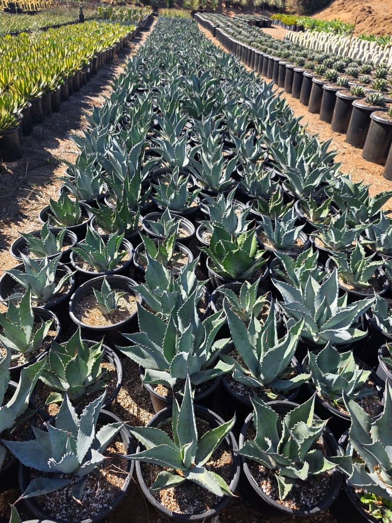 Photo for Agave ovatifolia 'Frosty Blue' (Frosty Blue Whale's Tongue Agave)