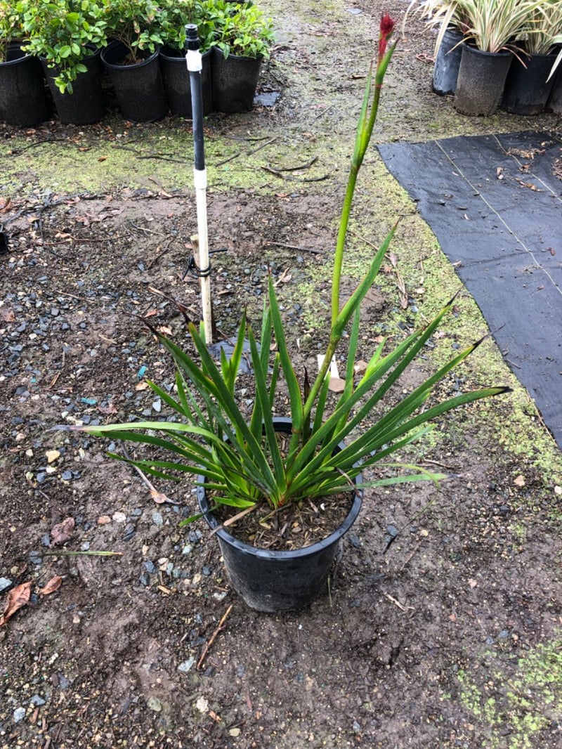 Photo for Anigozanthos flavidus 'Big Red' (Red Kangaroo Paw)