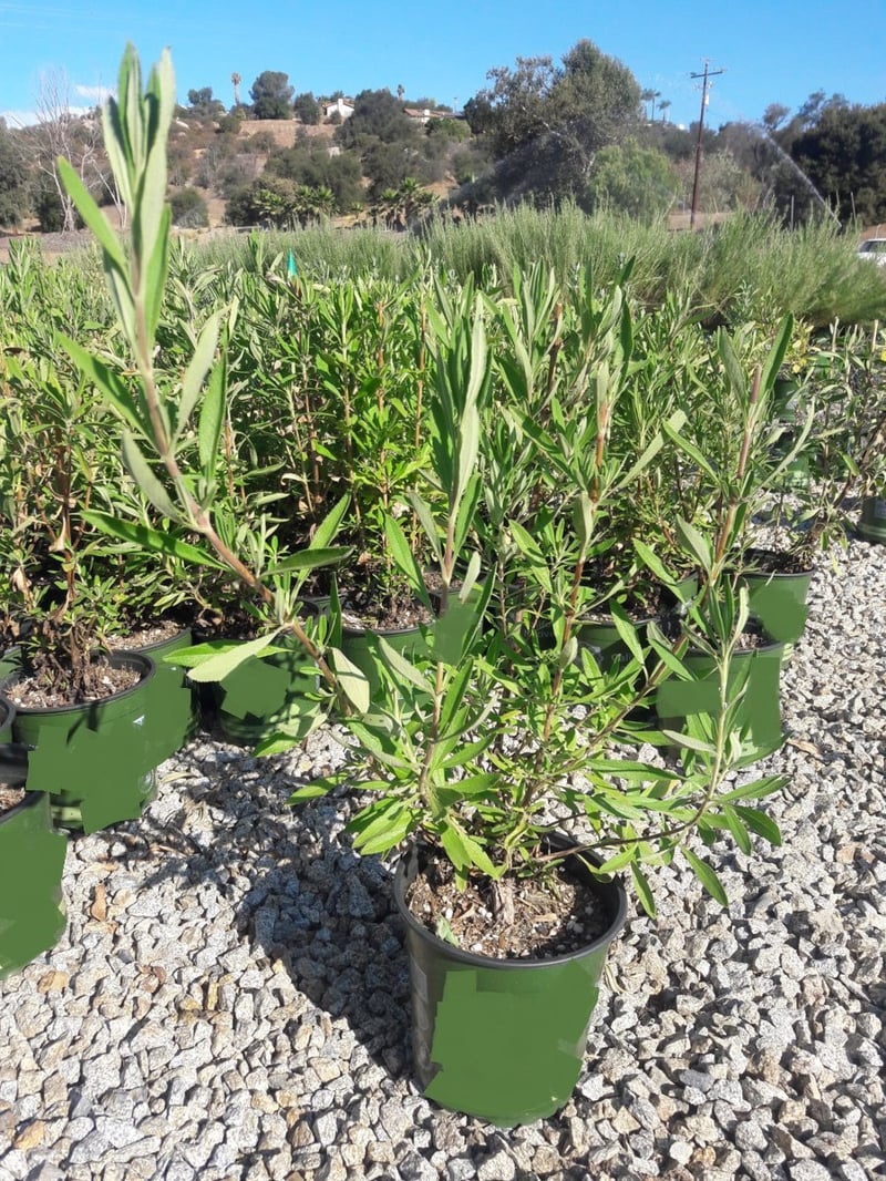 Photo for Salvia mellifera (Black Sage, Honey Sage)