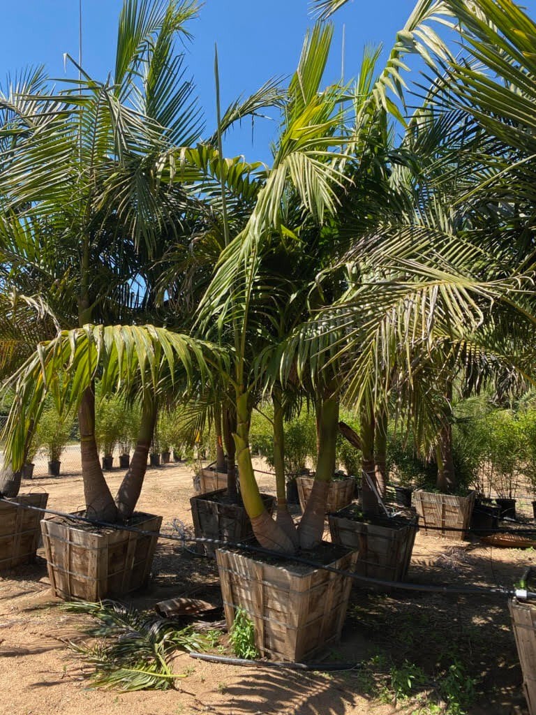 Photo for Archontophoenix alexandrae (Multi) (King Palm)